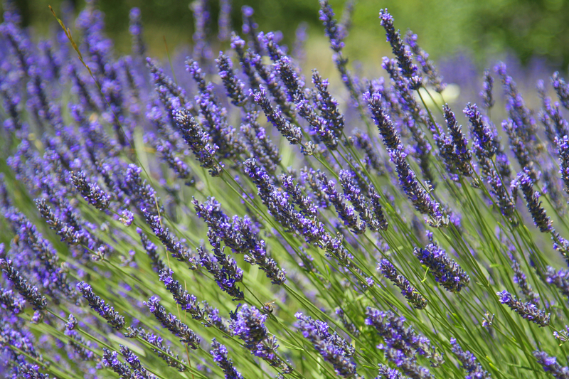 Provence Lavender Plants Greenwood Nursery
